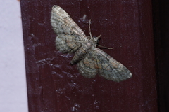 Gymnoscelis esakii