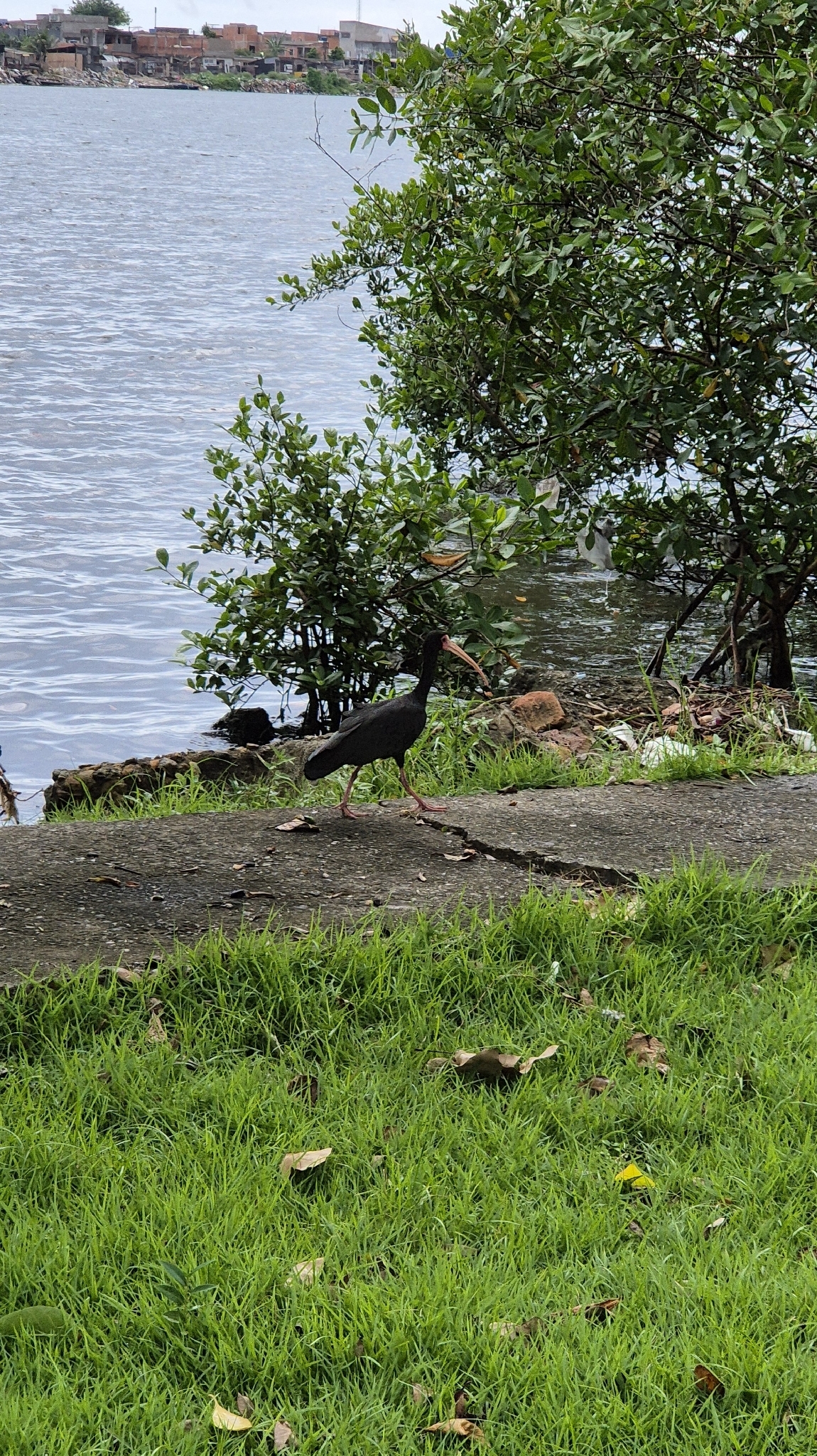 Bare-faced Ibis (Phimosus infuscatus), photo 6