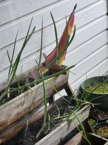 Townsend's Chipmunk observed by mossyfishes