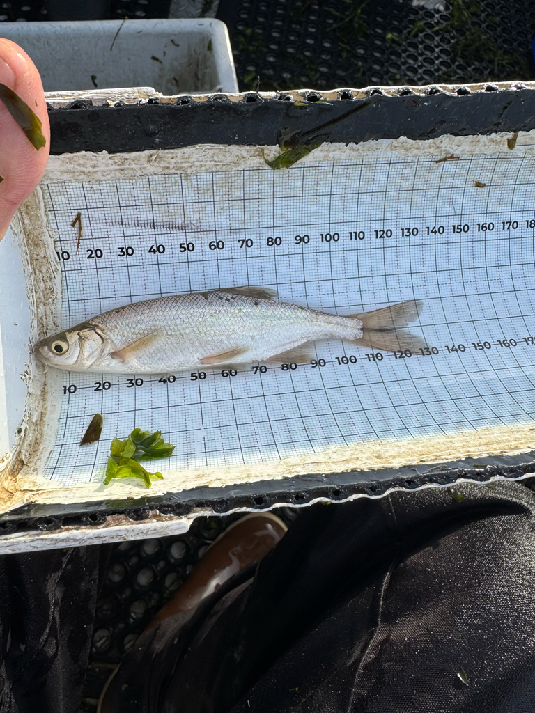 Hitch (Lavinia exilicauda) — Cyprinidae