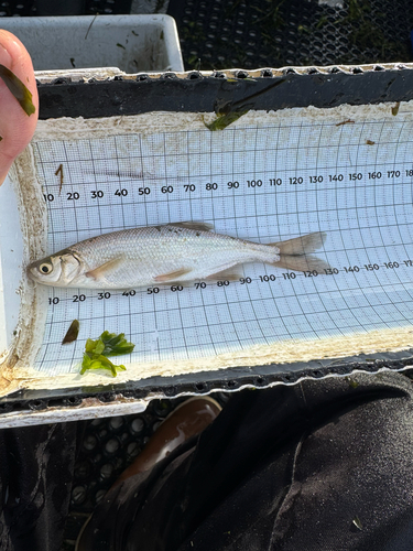 Hitch (Lavinia exilicauda) — Cyprinidae