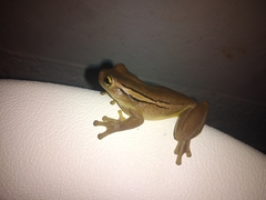 Trachycephalus mesophaeus