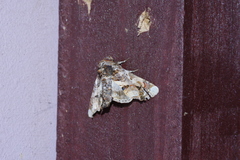 Eutelia adulatricoides