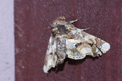 Eutelia adulatricoides