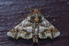 Eutelia adulatricoides