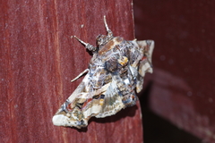 Eutelia adulatricoides