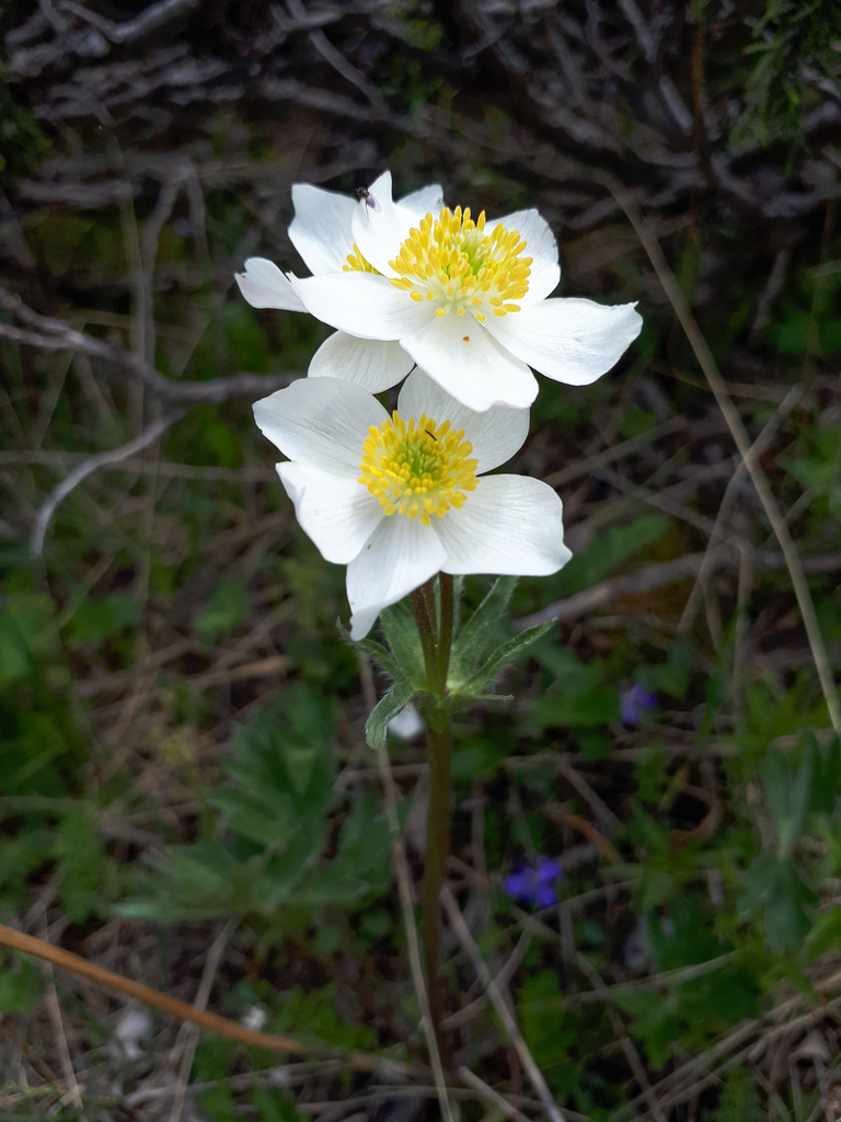 Anemonastrum protractum