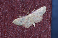 Idaea okinawensis