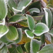 Macrolearia colensoi - Photo (c) Brett Sandford,  זכויות יוצרים חלקיות (CC BY), הועלה על ידי Brett Sandford