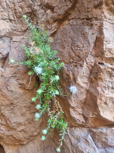 Dwarf Sheep's-bit (Jasione crispa)