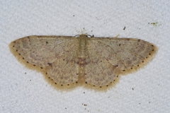 Idaea sakuraii