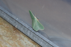 Thalassodes intaminata