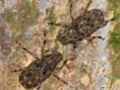 Euparius tapirus