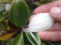 Macrolearia colensoi