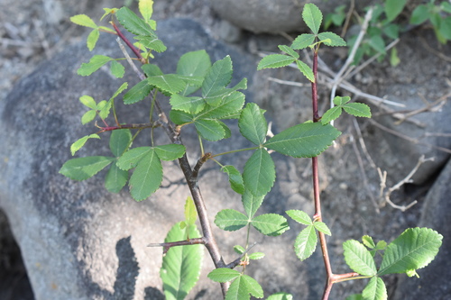Bursera heteresthes Bullock