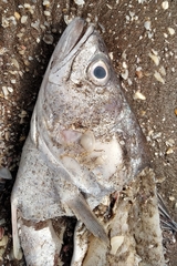 Cynoscion guatucupa