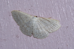 Scopula coniaria