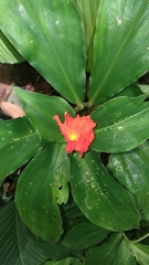 Chamaecostus lanceolatus