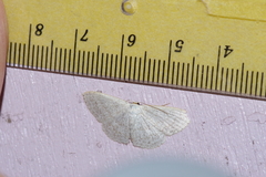 Scopula coniaria