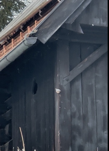 Eurasian Nuthatch (Sitta europaea), photo 3