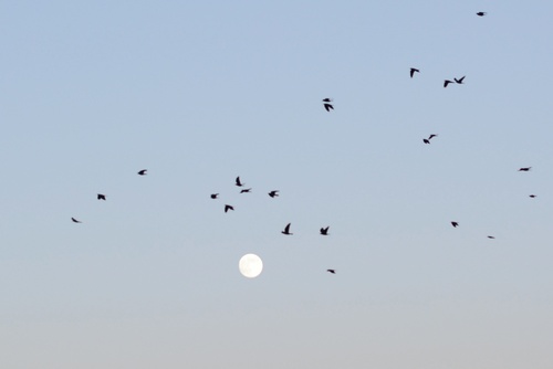 Western Jackdaw (Coloeus monedula), photo 5