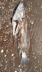Cynoscion guatucupa