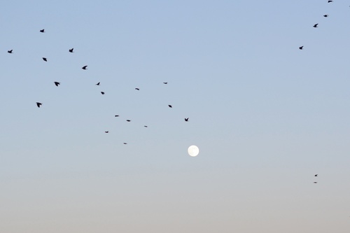 Western Jackdaw (Coloeus monedula), photo 6