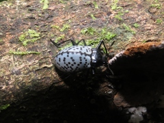 Cypherotylus impressopunctatus