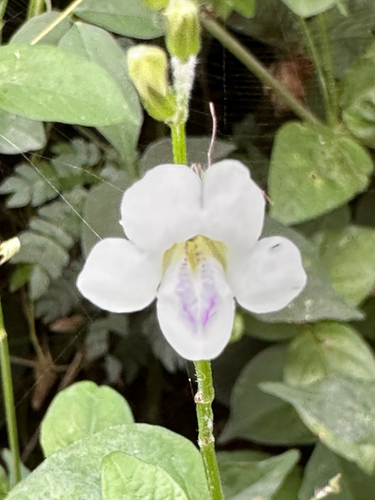 African Coromandel