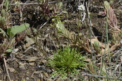 Teesdalia coronopifolia