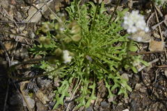 Teesdalia coronopifolia