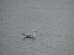 Chroicocephalus ridibundus