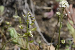 Teesdalia coronopifolia