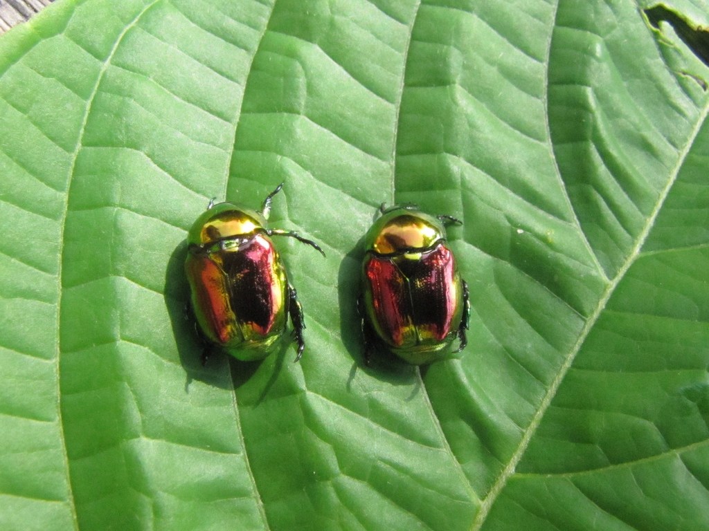 Microrutela