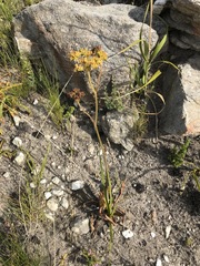 Lichtensteinia trifida