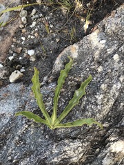 Lichtensteinia trifida