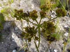 Lichtensteinia trifida