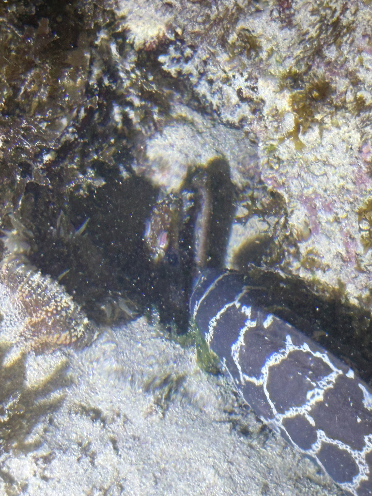 Chain moray (Echidna catenata) — Muraenidae