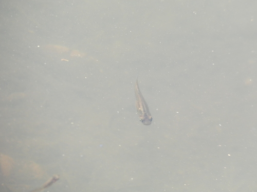 Caribbean Gambusia (Gambusia puncticulata) — Poeciliidae