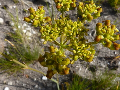 Lichtensteinia trifida