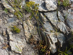 Lichtensteinia trifida