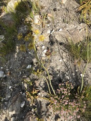 Lichtensteinia trifida