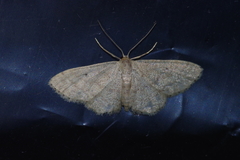 Idaea neovalida
