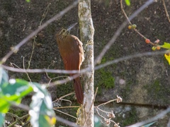 Xiphocolaptes promeropirhynchus