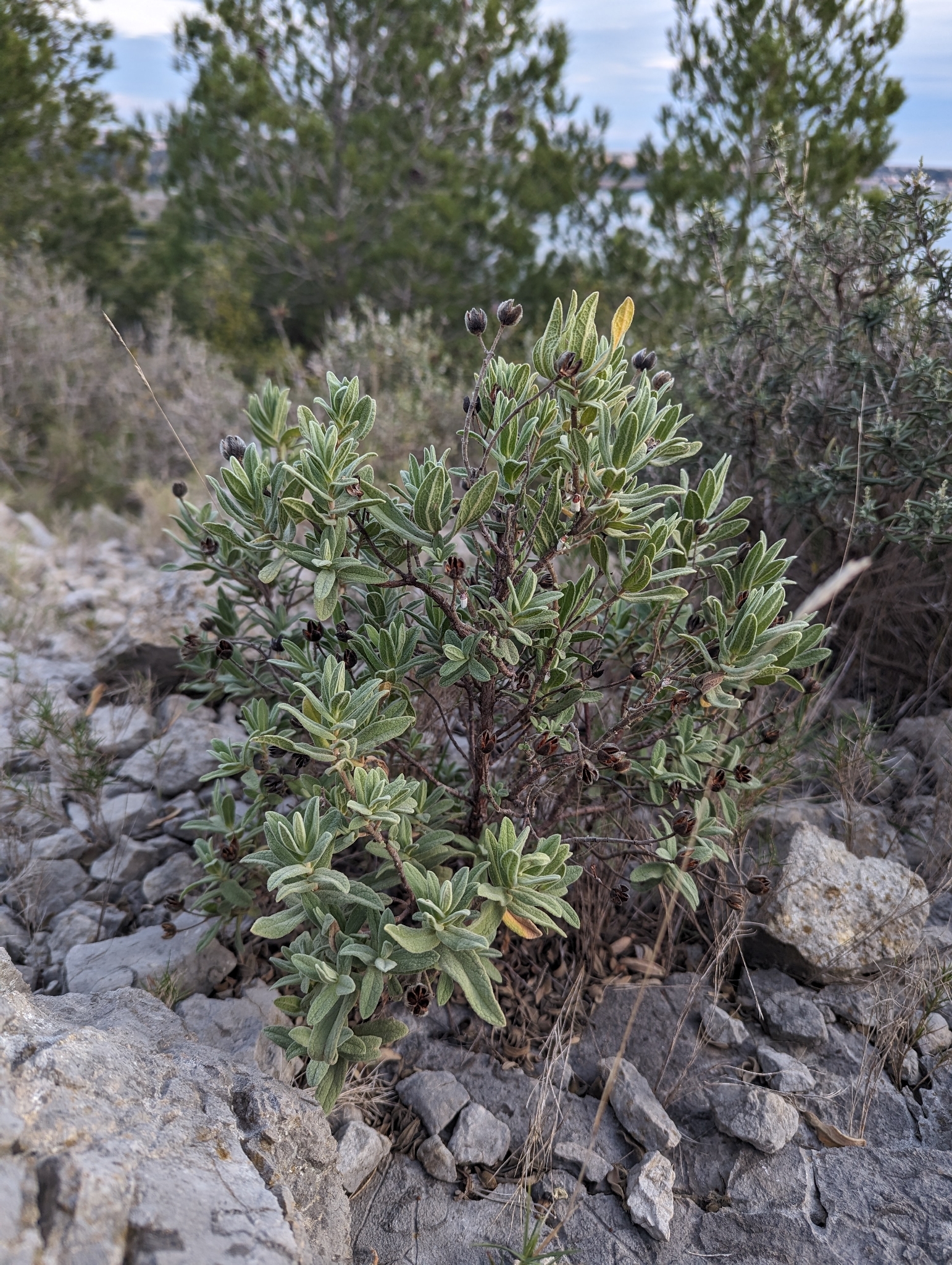 Grey-leaved cistus