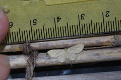 Idaea neovalida