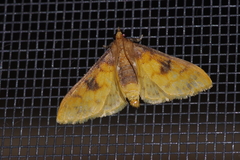 Pachynoa sabelialis