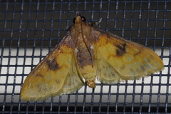 Pachynoa sabelialis