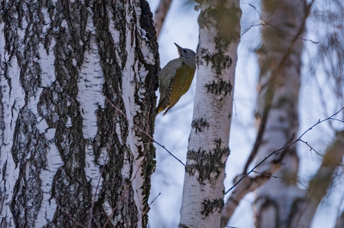 Grey-headed Woodpecker (Picus canus), photo 5