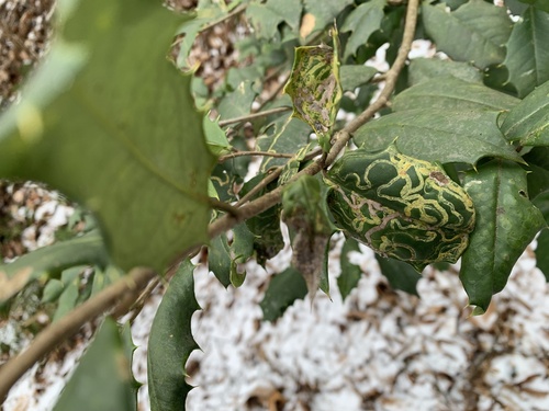 Unknown species found near E Telegraph Rd, Airville, PA, US
